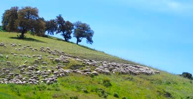 hills and fields near Ronda