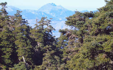 Hiking in Sierra de las Nieves Natural Park