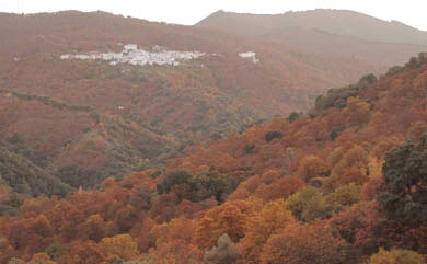 Chestnut valley Ronda hike